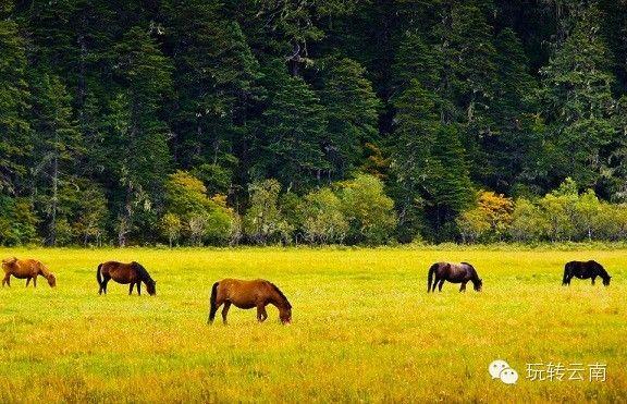 2017云南最受欢迎的旅游地州排行榜!谁是第一